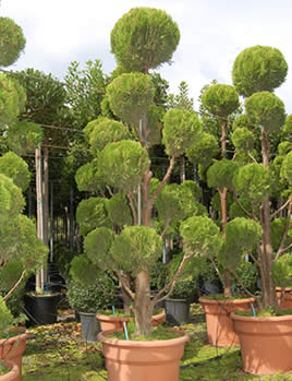 macro Oliviers bonsáis gigantes